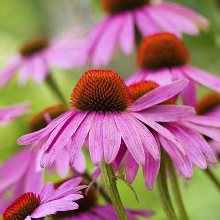 Natural active Echinacea